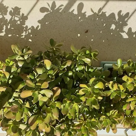 Centre Et A Pied Echappee *