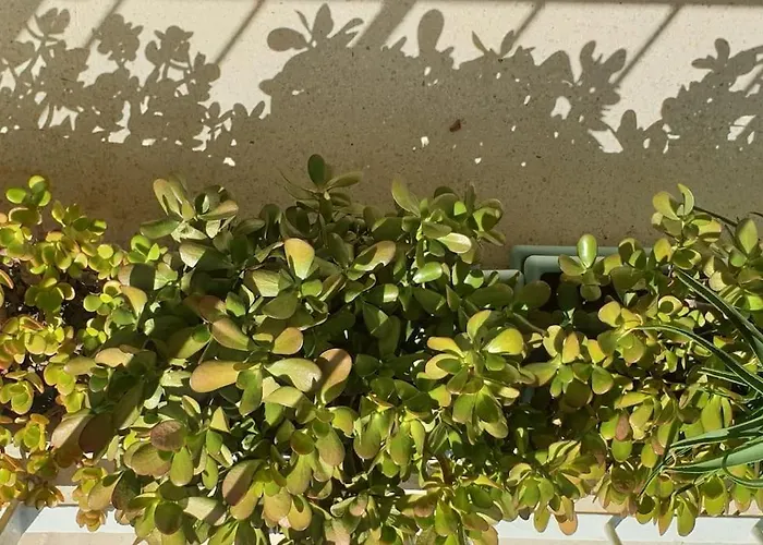 Centre Et A Pied Echappee *